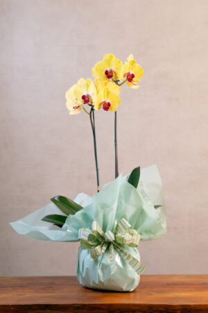 01 Orquídea Phalaenopsis amarelo escuro com 02 astes