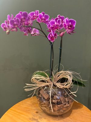 Mini orquídea com 02 astes fúcsia