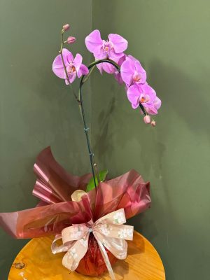 Orquídea phalaenopsis rosa