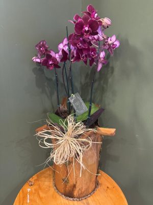 Mini orquídea com 02 astes marsala em peça rústica